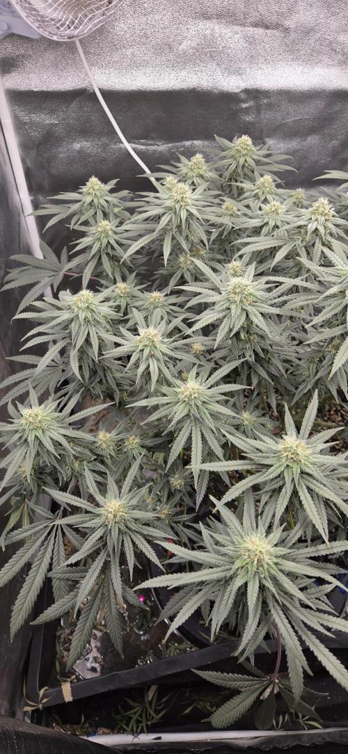 Chocolope. Week 11
