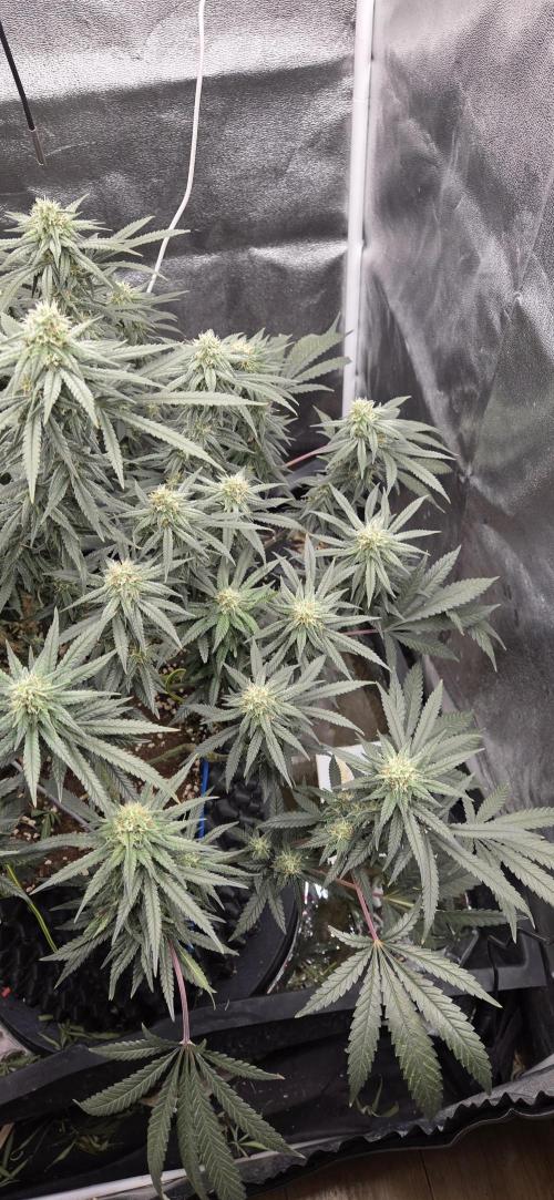 Chocolope. Week 11