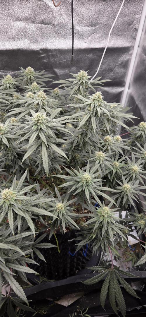 Chocolope. Week 11