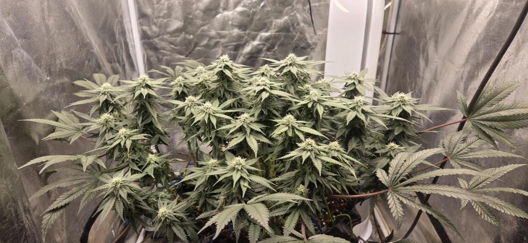Crystal Candy. Week 11