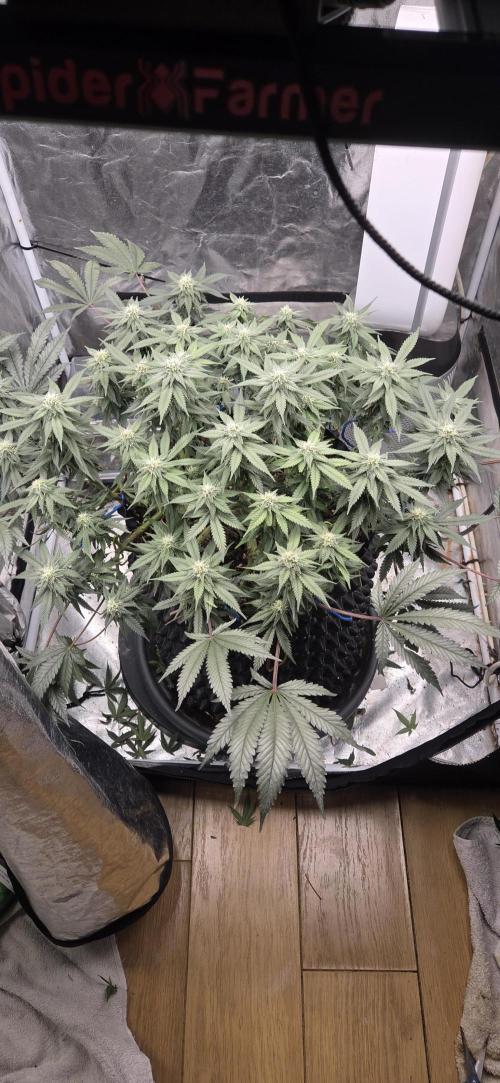 Crystal Candy. Week 11