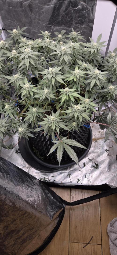 Crystal Candy. Week 11