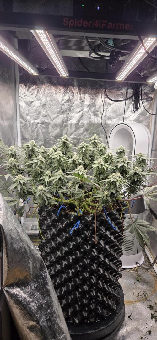 Crystal Candy. Week 11