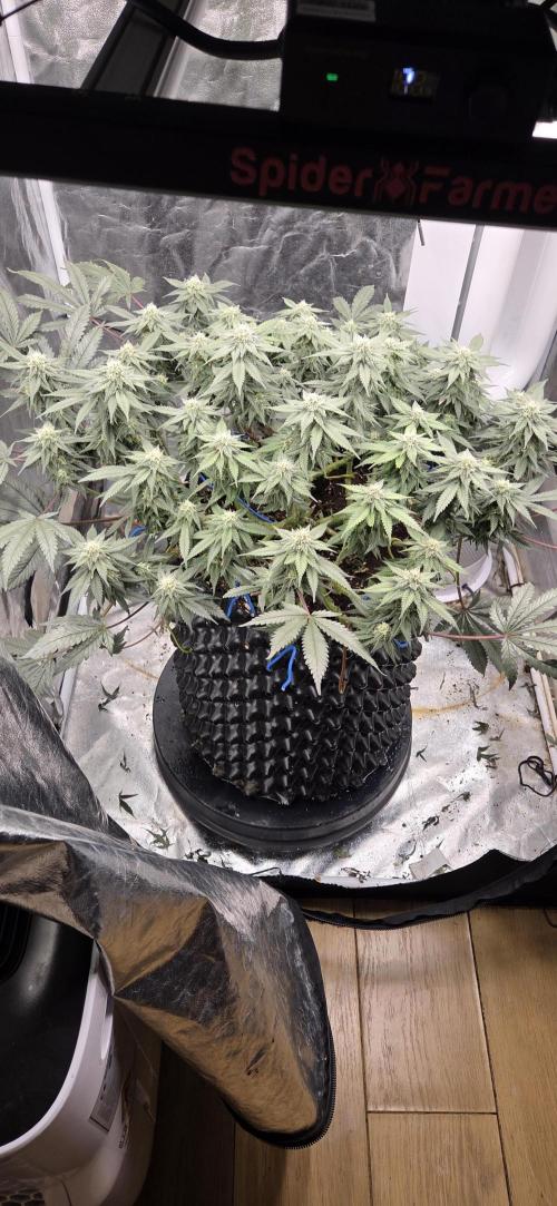 Crystal Candy. Week 11