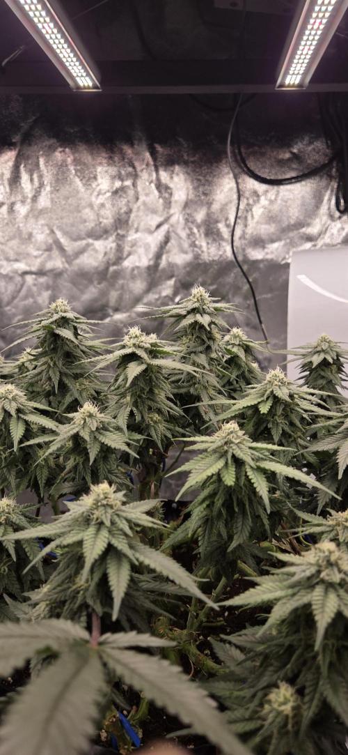 Crystal Candy. Week 11