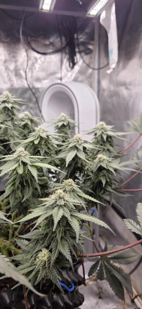 Crystal Candy. Week 11