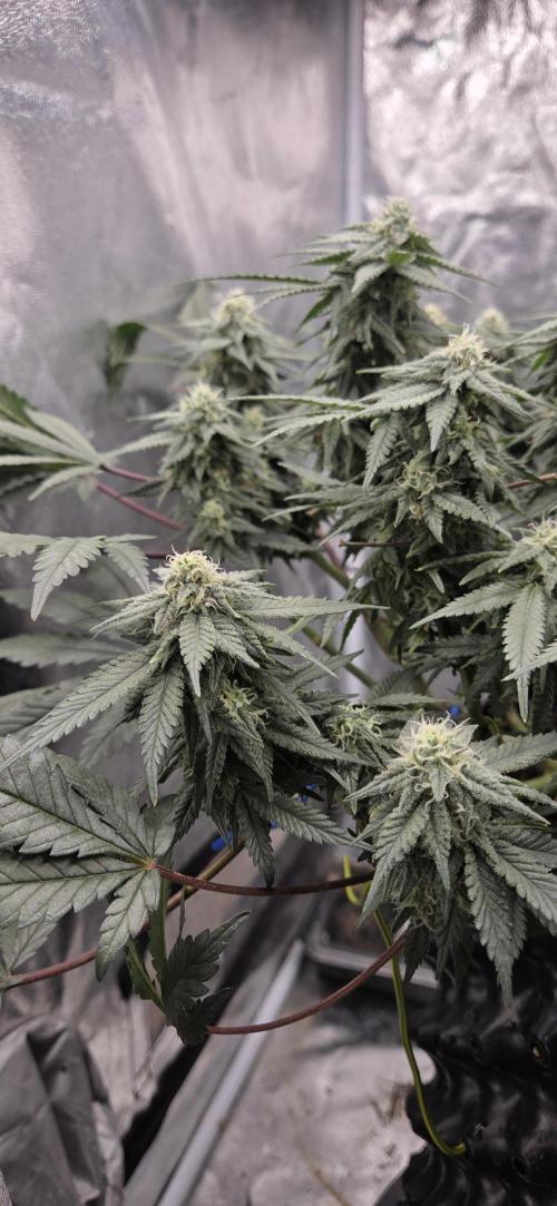 Crystal Candy. Week 11