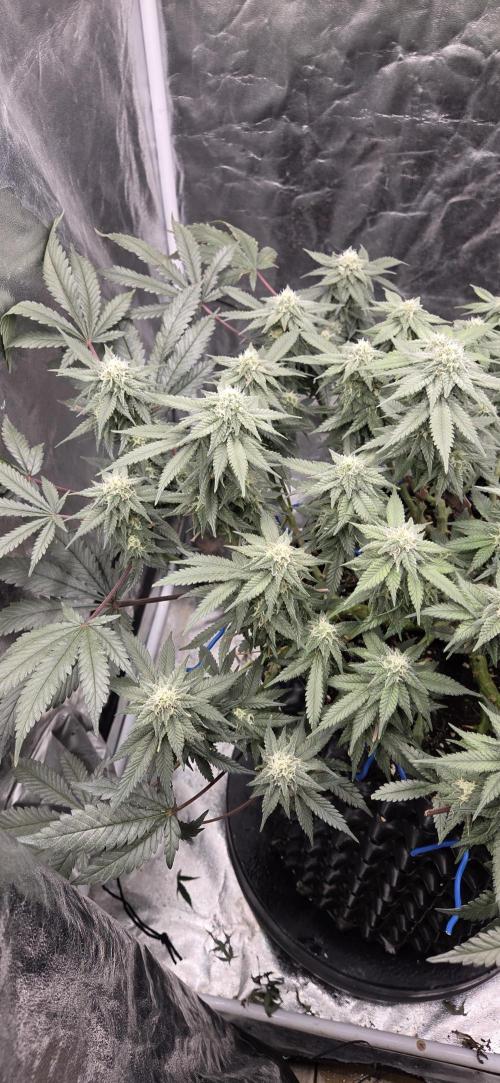 Crystal Candy. Week 11