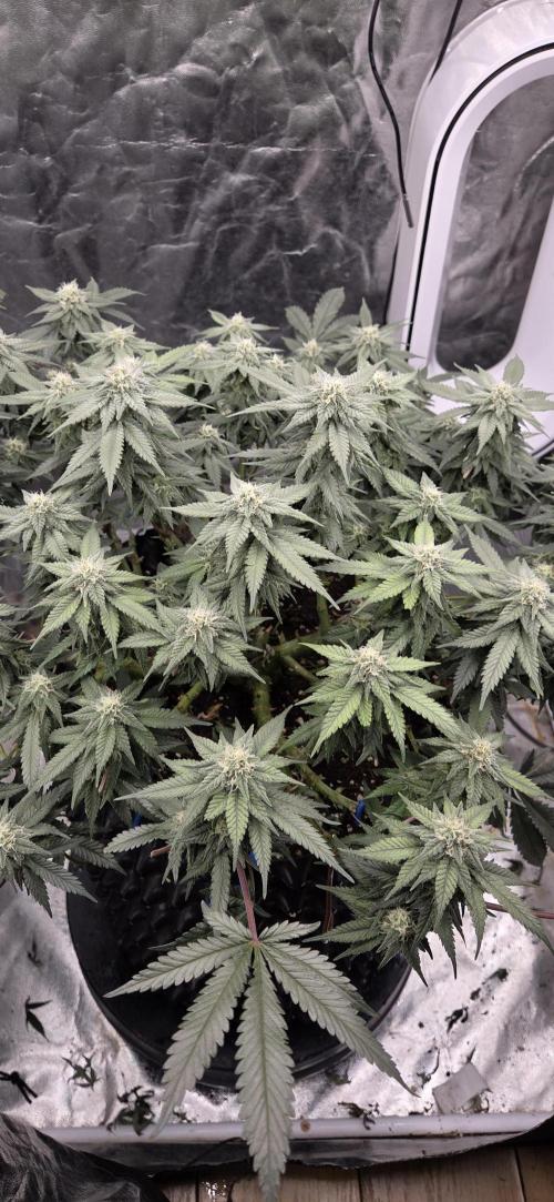 Crystal Candy. Week 11