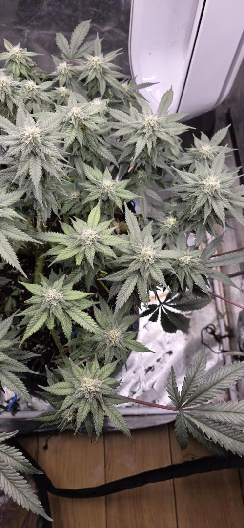 Crystal Candy. Week 11