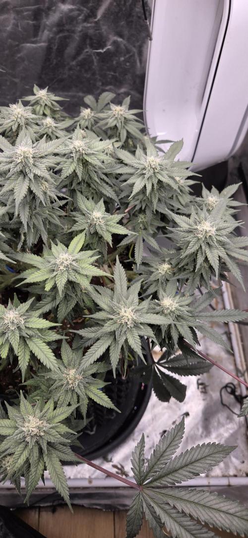 Crystal Candy. Week 11