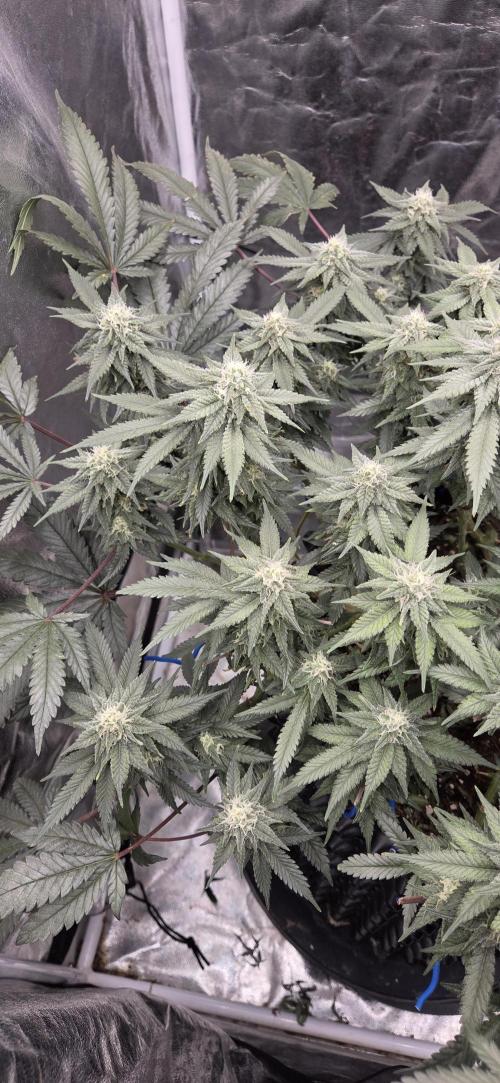 Crystal Candy. Week 11