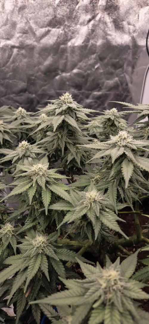 Crystal Candy. Week 11