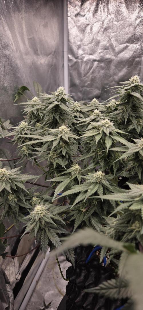 Crystal Candy. Week 11