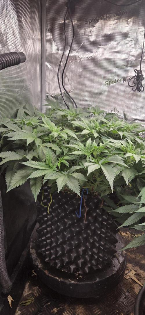 Big Buddha Cheese. Week 10