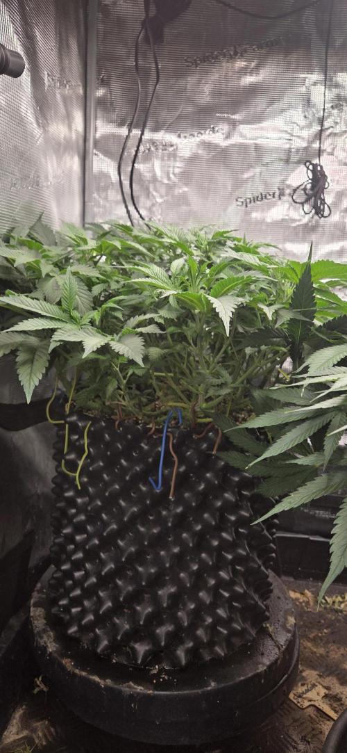 Big Buddha Cheese. Week 10