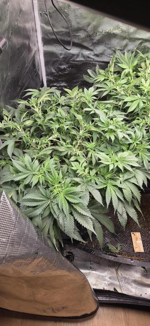 Big Buddha Cheese. Week 10