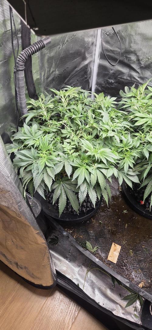 Big Buddha Cheese. Week 10