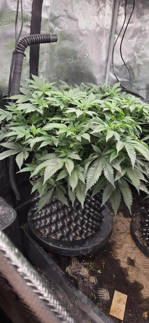 Big Buddha Cheese. Week 10