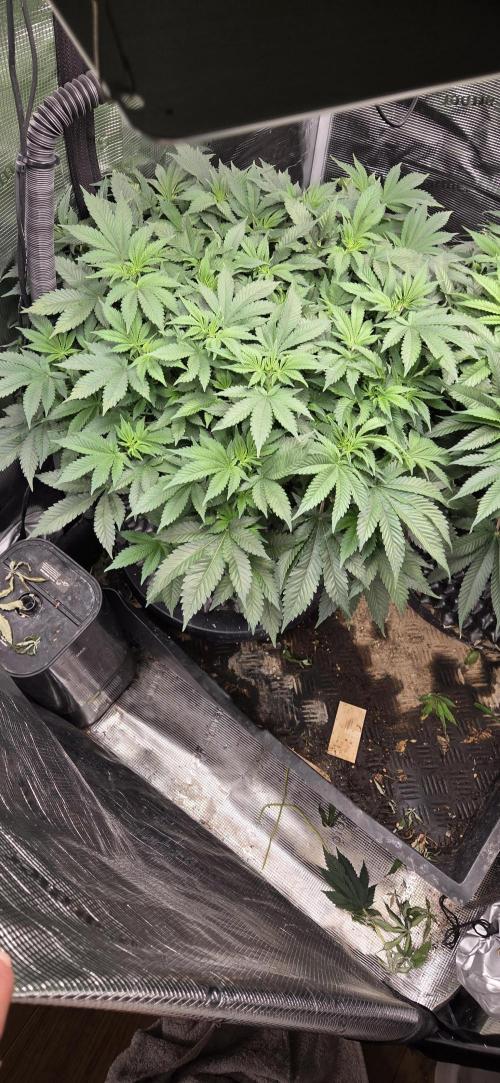 Big Buddha Cheese. Week 10