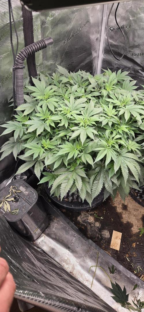 Big Buddha Cheese. Week 10