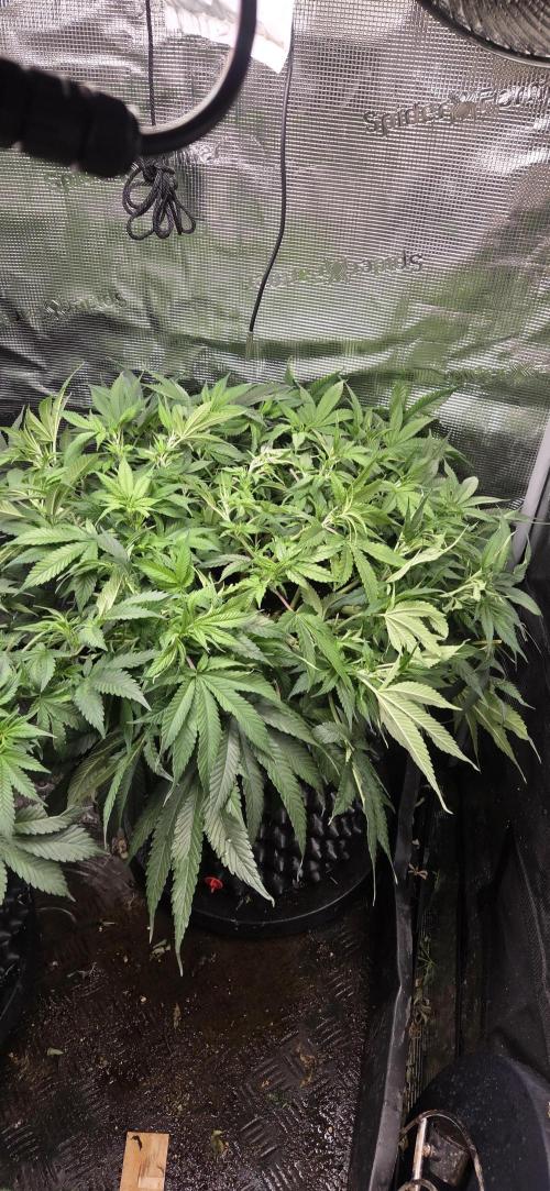 Frozen black cherry. Week 10
