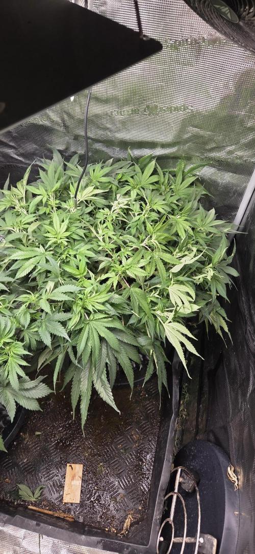 Frozen black cherry. Week 10