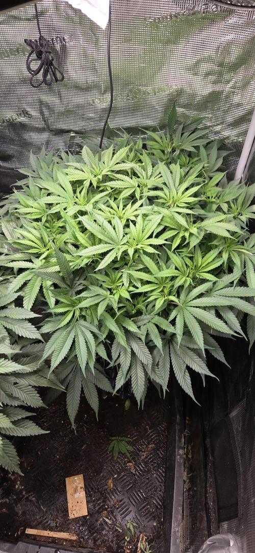 Frozen black cherry. Week 10