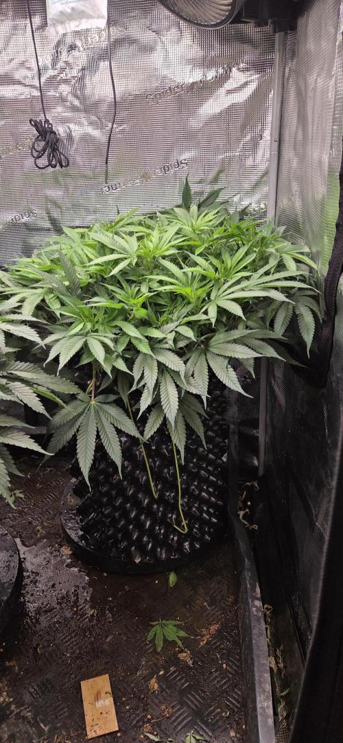 Frozen black cherry. Week 10