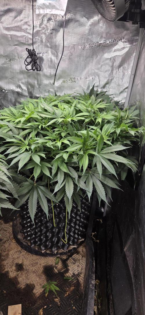 Frozen black cherry. Week 10