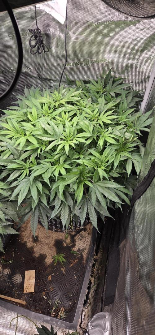 Frozen black cherry. Week 10