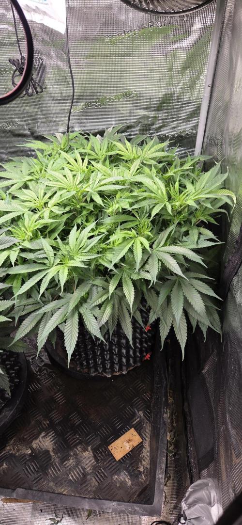 Frozen black cherry. Week 11