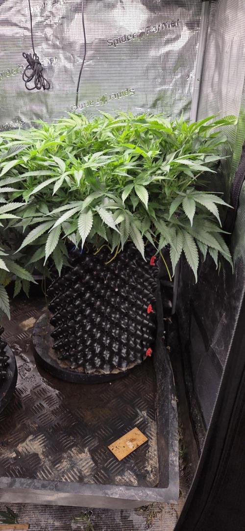 Frozen black cherry. Week 11