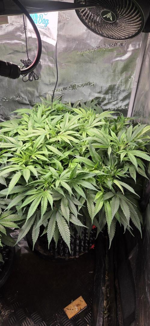 Frozen black cherry. Week 11
