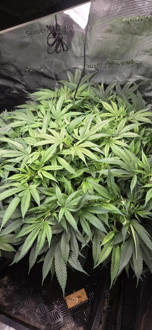 Frozen black cherry. Week 11