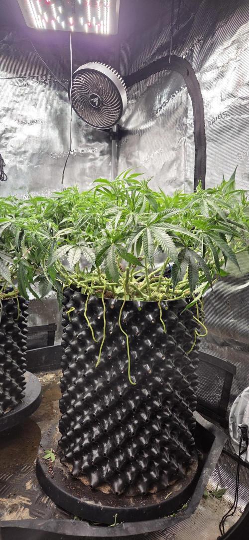 Frozen black cherry. Week 11