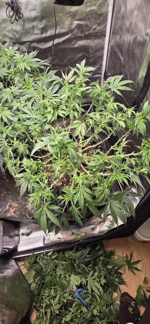 Frozen black cherry. Week 11
