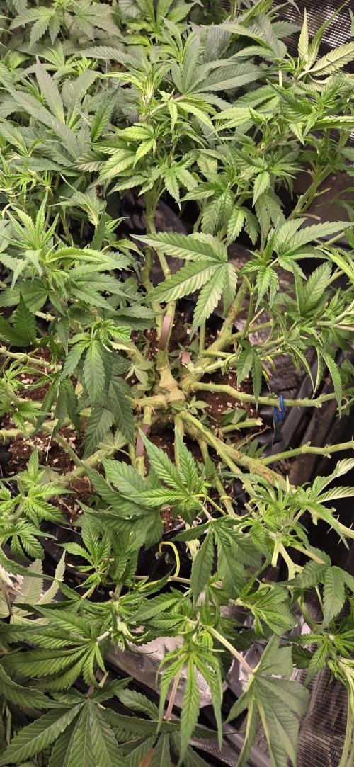 Frozen black cherry. Week 11
