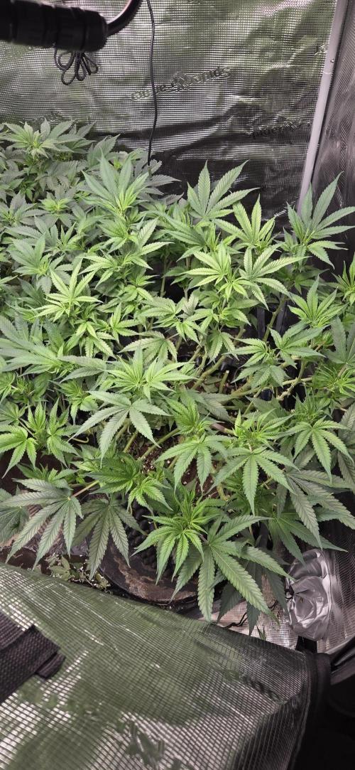 Frozen black cherry. Week 11