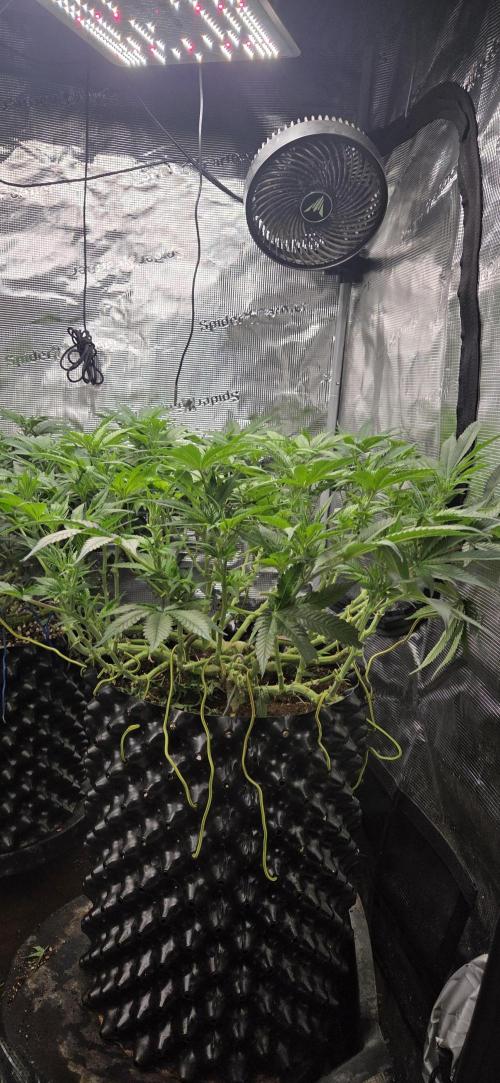 Frozen Black Cherry. Week 11