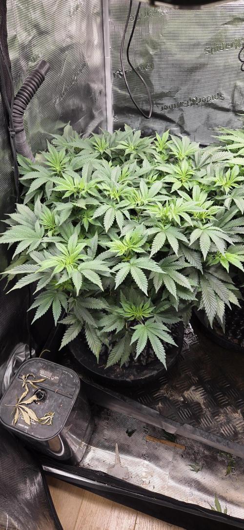 Big Buddha Cheese. Week 11