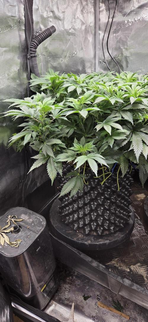 Big Buddha Cheese. Week 11