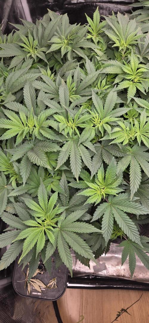 Big Buddha Cheese. Week 11