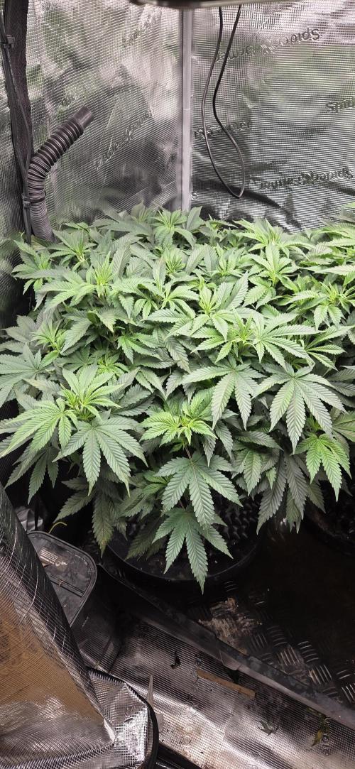 Big Buddha Cheese. Week 11