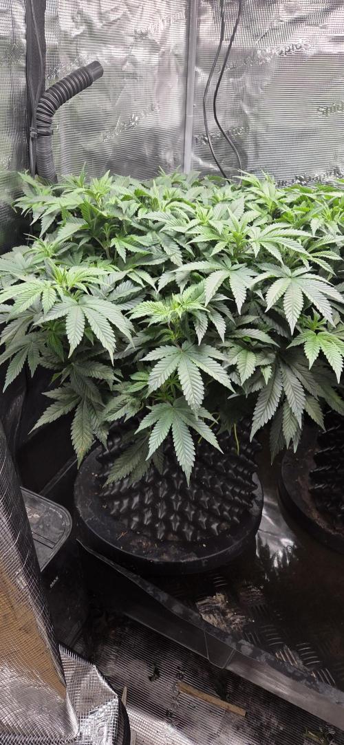 Big Buddha Cheese. Week 11