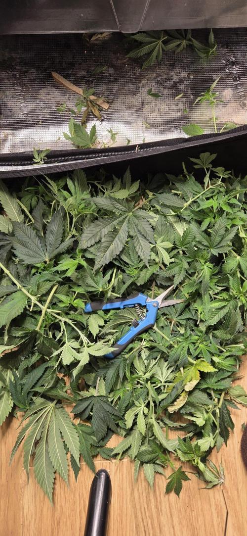 Big Buddha Cheese. Week 11