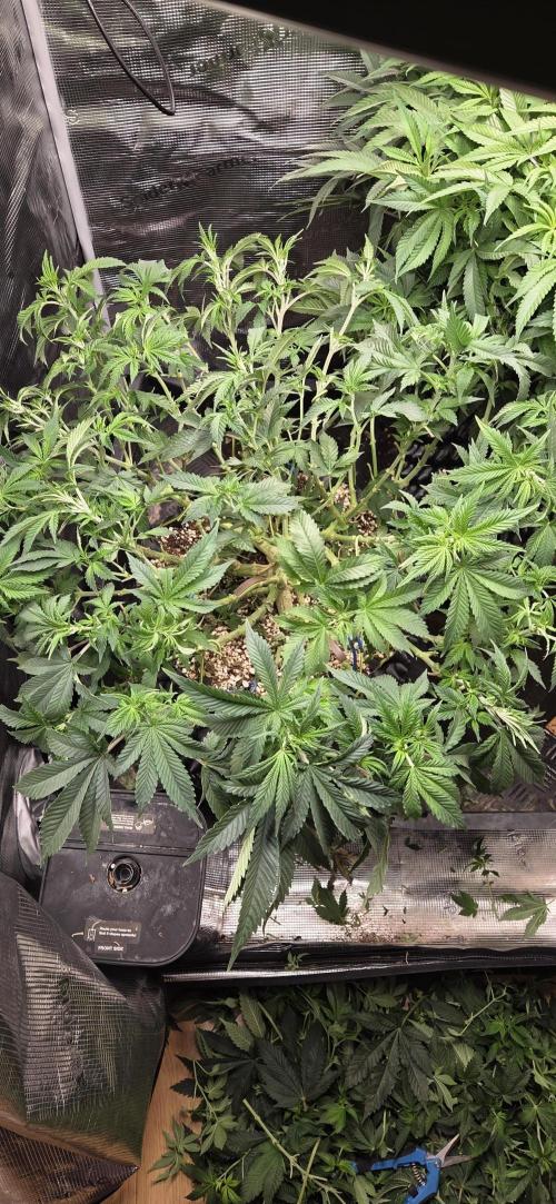 Big Buddha Cheese. Week 11