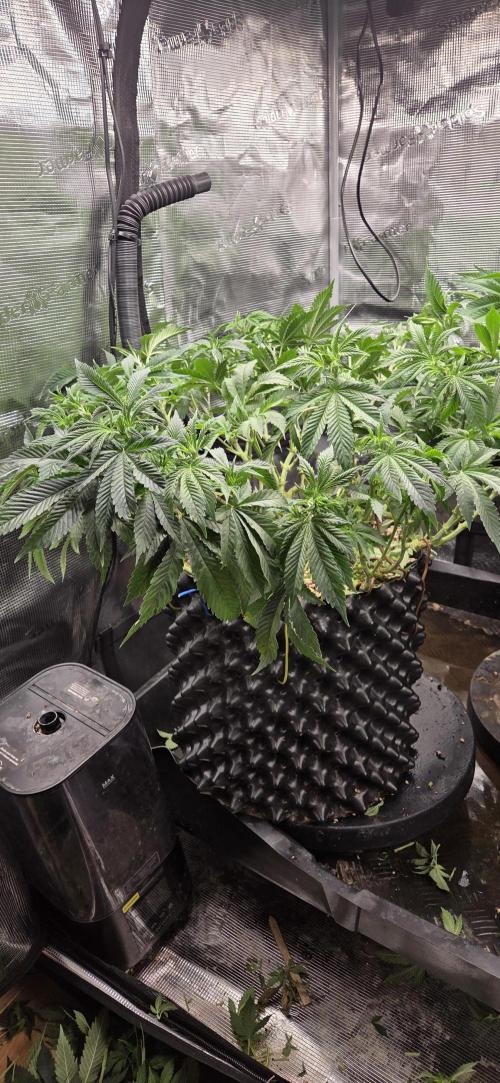 Big Buddha Cheese. Week 11