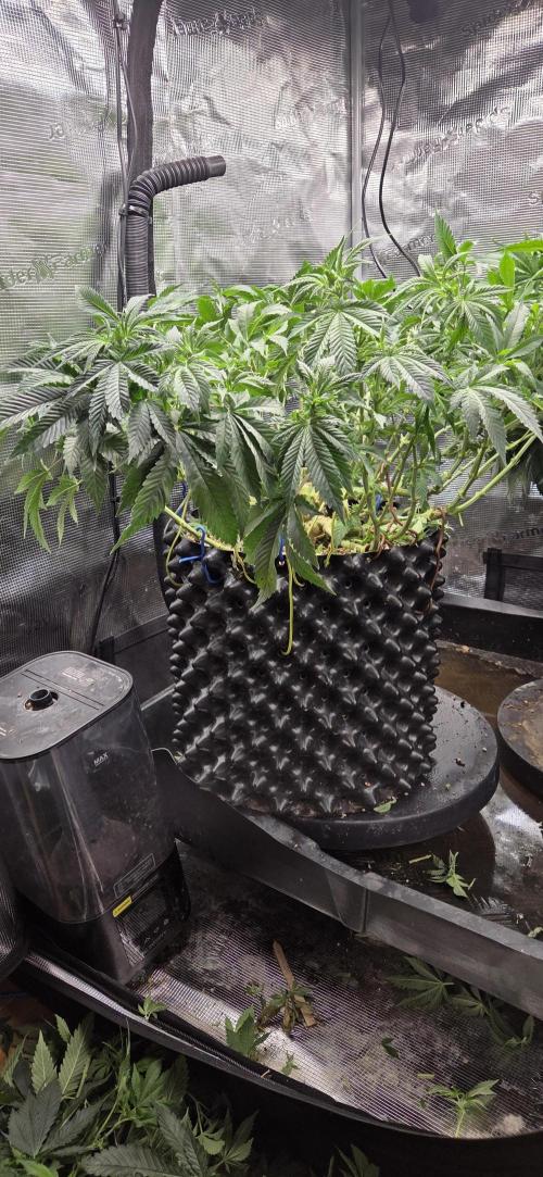 Big Buddha Cheese. Week 11