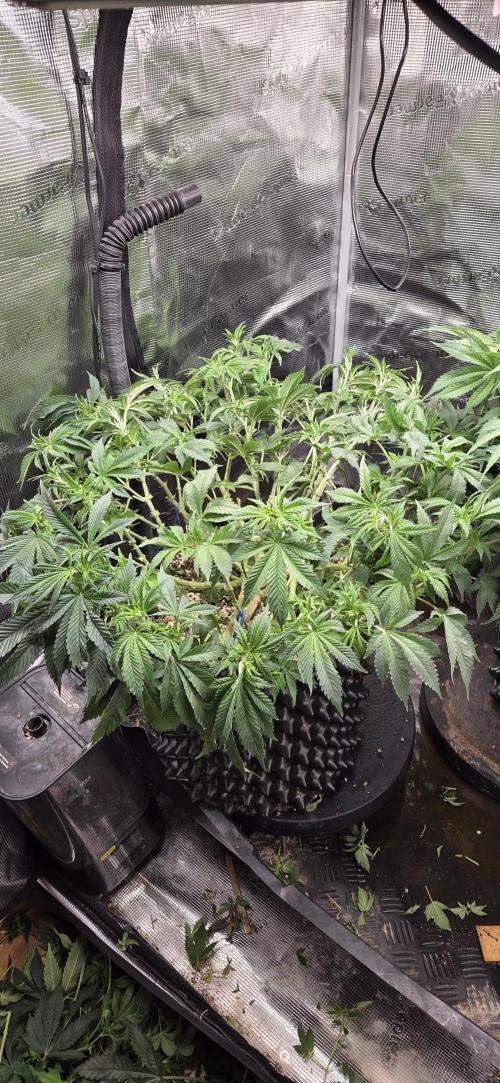 Big Buddha Cheese. Week 11